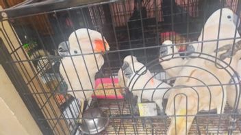 الشرطة تحبط تهريب 118 حيوانا محميا بما في ذلك الببغاء البرتقالي المتوج بالملك إلى تايلاند