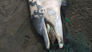 在巴厘岛的杰姆布拉纳佩布汉海滩上发现的宽吻海豚尸体