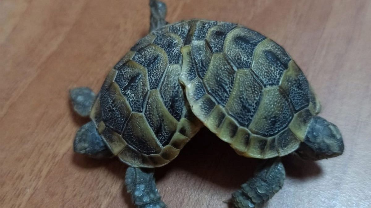 Turkish Scientists Try To Save Siamese Twin Tortoises With One Digestive System And One Set Of Back Feet