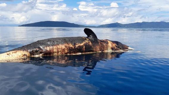 Hiu Paus Mati Terapung di Perairan Raja Ampat, Ditemukan Masyarakat Sudah Membusuk