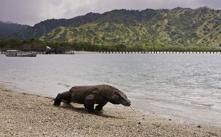 Menyoroti Isu Taman Nasional Komodo: Mulai Kritik UNESCO Hingga Harga Tiket Mahal