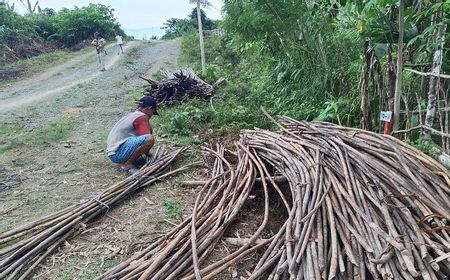 Punya 68,8 Juta Hektare Hutan Produksi, Menperin Agus Gumiwang: Indonesia Mampu Pasok 80 Persen Kebutuhan Rotan Dunia