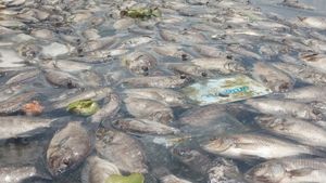 Kerugian Matinya Ikan Danau Maninjau Sumbar Capai Rp35,28 Miliar