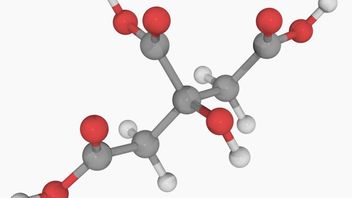 What is the Citric Acid Cycle? Definition, Role, and 8 Stages