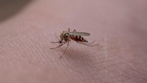原来,这是蚊子喜欢的血型,你包括吗?