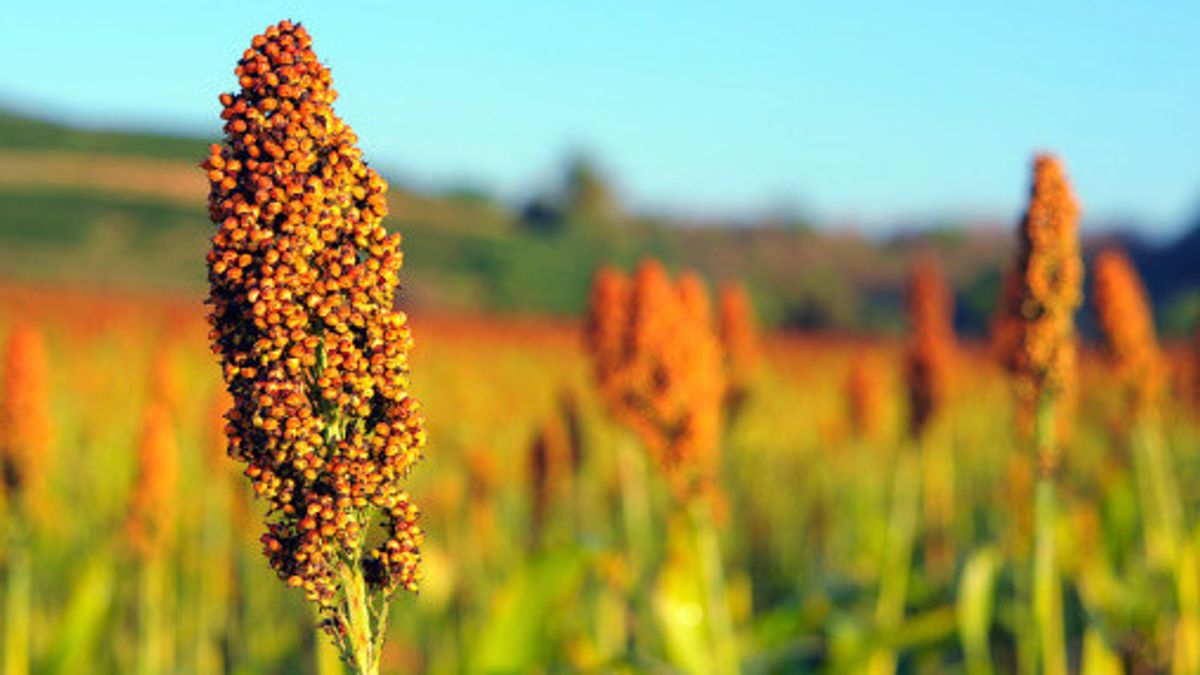 5 Advantages Of Cultivating Sorghum, A Strong Tough Plant To Survive In Dry Land