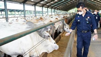 مينتان يضمن أن مخزونات لحوم البقر جاهزة لخفض في شمال سومطرة وآتشيه بأمان