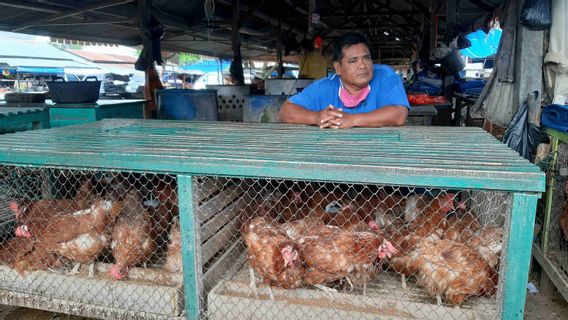 Harga Pakan Melonjak Drastis, Kondisi Peternak Sulsel Berpotensi Terpuruk di Masa Pandemi