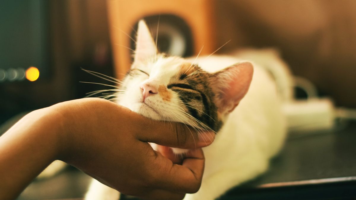 Memelihara Kucing, Menurut Studi Mampu Mendukung Pengembangan Keterampilan Sosial Anak-anak Autisme