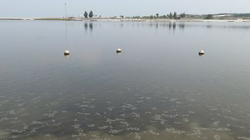 حقائق عن نتائج محتوى الباراسيتامول في خليج جاكرتا