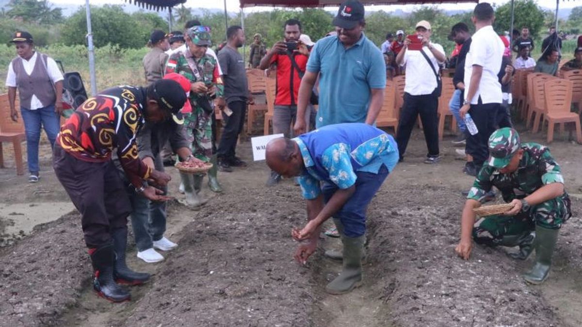 Kendalikan Inflasi, Pemkot Jayapura Tanam Bawang di Lahan 10 Hektare