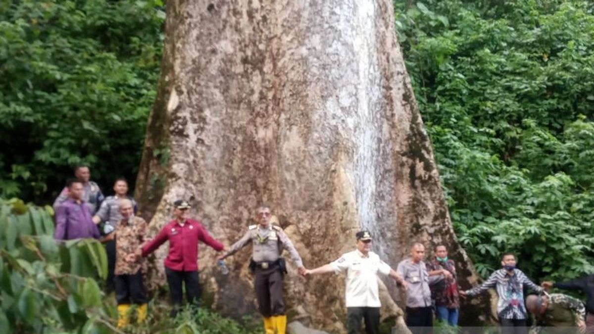 世界最大の木がアガムで育つ