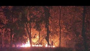 Hutan Jati di Taman Nasional Baluran Situbondo Terbakar
