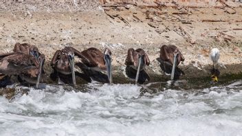 Ratusan Burung di Pantai Pasifik Meksiko Diduga Mati Akibat Gelombang Panas El Nino