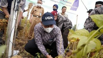 Berita Bantul: Pemkab Kembangkan Tanaman Kedelai di Lahan Pasir