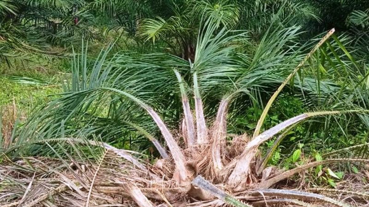 A Herd Of Paralyzed Wild Elephants 2 Hectares Of Palm Oil Plants In West Aceh, Residents Asked BKSDA To Come Down