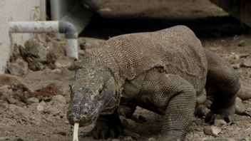 KLHK: Komodo Population Increases By 125 Individuals From 2018 To 2019
