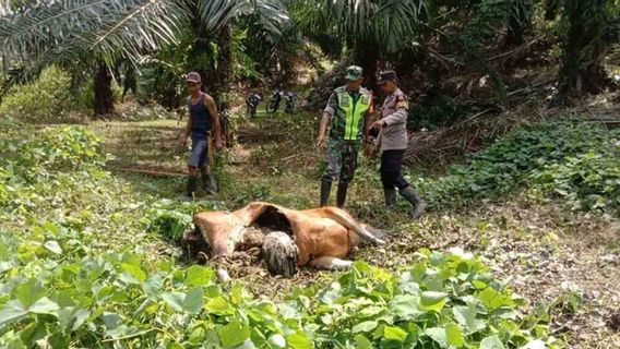 Tigers manguits de vache dans l’est d’Aceh, la police exhorte les résidents à des activités à l’extérieur de la maison d’alerte