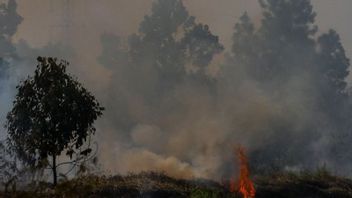 Minister Of Home Affairs Instructs Regional Heads To Be Alert To Face Potential Forest And Land Fires