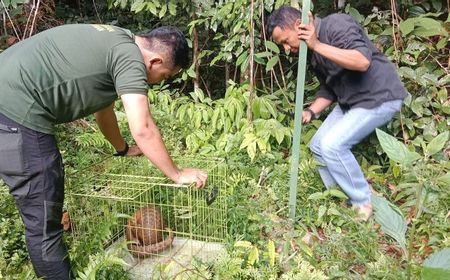 BKSDA Sumbar Lepasliarkan Trenggiling ke Hutan Konservasi di Agam