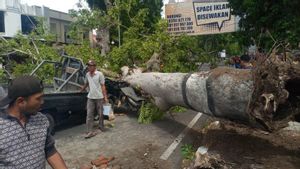 Warga Mataram Hindari Jalur Merah Jalan Langko, Pejanggik dan Selaparang Saat Hujan Tiba, Rawan Pohon Tumbang