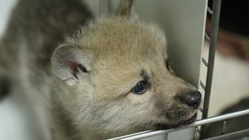 中国中产生物技术成功克隆出世界上第一只北极狼
