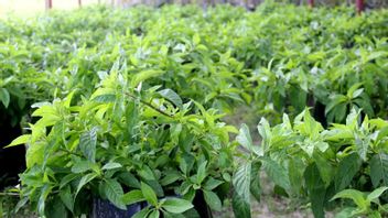 خصائص أوراق Sambung Nyawa و 7 فوائدها للصحة