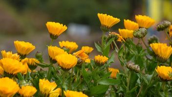 美容に効果のある4種類の花