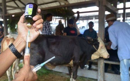 90.000 Dosis Vaksin LSD Siap Didistribusikan Cegah Penularan Cacar Sapi di Jabar