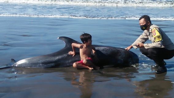 伊莱克特拉海豚搁浅在特布尔斯杰姆布拉纳海滩， 警官试图疏散到海里