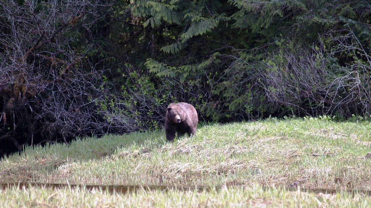 The Body Of A Woman Near Yellowstone National Park Is Suspected Of Being A Victim Of A Chocolate Bear Attack