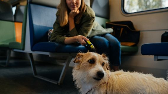 Summer, Italian Train Operators Allow Passengers To Bring Pets On Train, Free