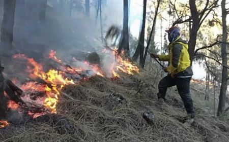 BPBD Catat 5 Karhutla di 2 Kabupaten di Sulteng Dampak El Nino