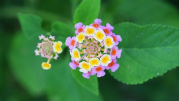 ランタナの花を植え、ケアする簡単な方法