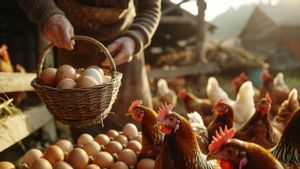 Bongkar Rahasia Sukses Cara Ternak Ayam Petelur bagi Pemula