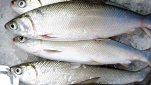 Alasan Ikan Bandeng Jadi Hidangan Imlek: Makna, Filosofi, dan Tradisi yang Mengakar