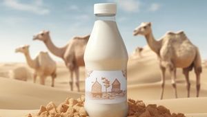 Rarely Known, Recognize 5 Facts About Camel Milk That Is High Inevitable Fat Acid