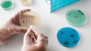 Biaya Terapi Stem Cell di Indonesia Kini Menjadi Lebih Terjangkau