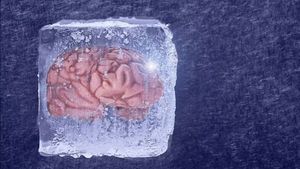 科学家们成功地融化了冻结的脑网络而不会受到损害