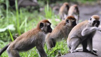 Ingatkan Status Cacar Monyet Darurat Kesehatan Global, Dinkes Minta Warga Cegah dengan Pola Hidup Sehat