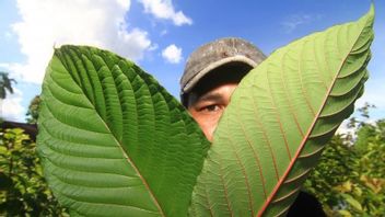 Increase Added Value, Ministry Of Trade Allows Kratom Leaves To Be Exported