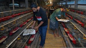 BGN Larang Monopoli Bahan Pangan MBG, Minimal 15 Pemasok Wajib Dilibatkan