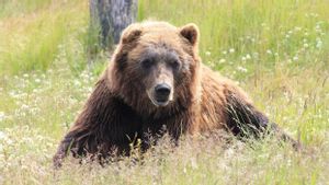 Pria Alaska Ini Selamat Setelah Disergap Beruang Coklat Alaska