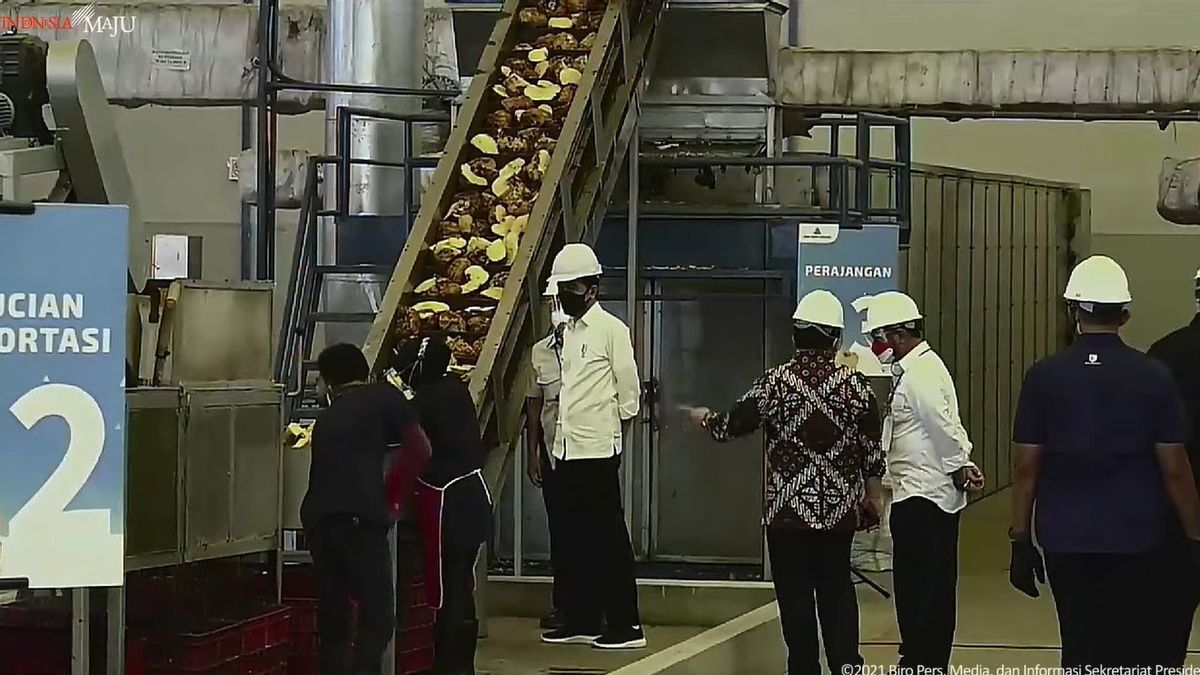 Kunjungi Pabrik Porang, Jokowi: Ini Nilai Besar, Bisa Jadi Pengganti Beras
