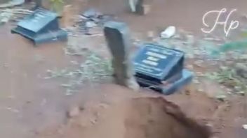 西ランプン州の野生ゾウの群れが住民の墓を破壊した