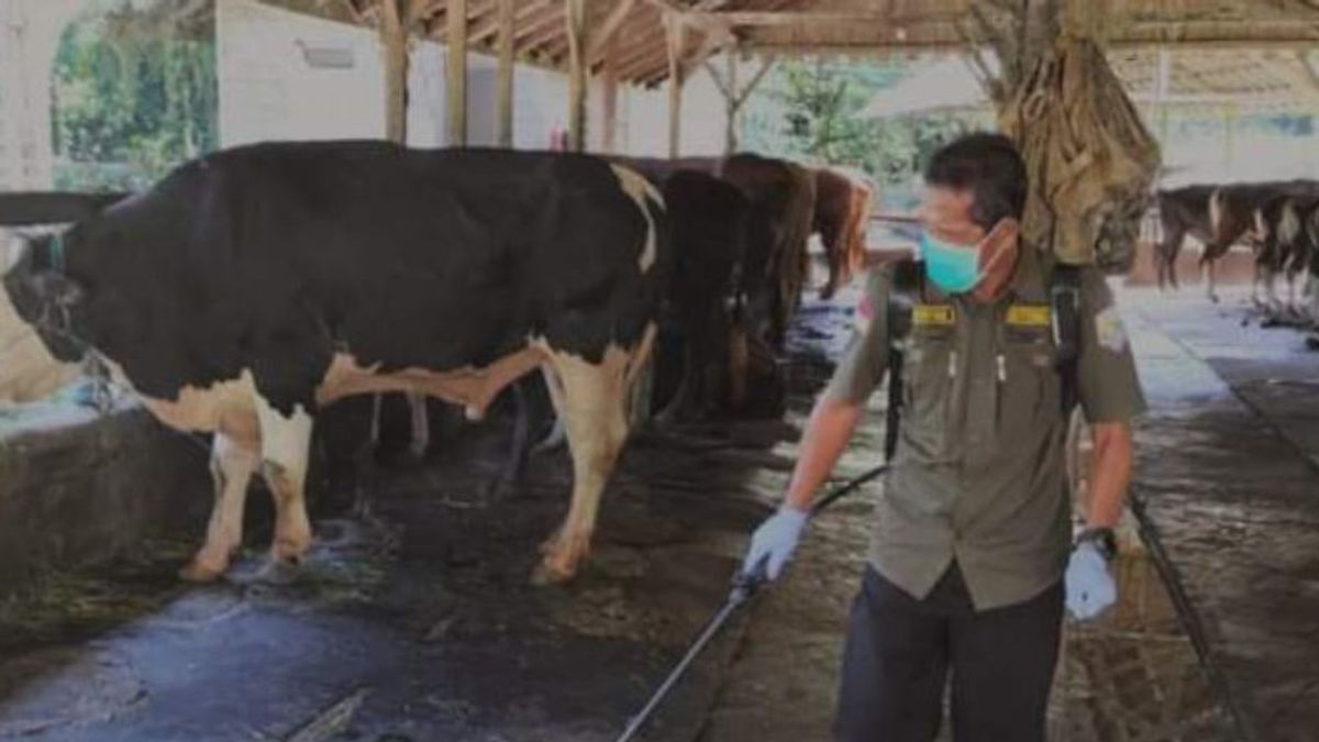 39 Cows That Were Initially Confirmed For FMD In South Kalimantan Have Been Healed