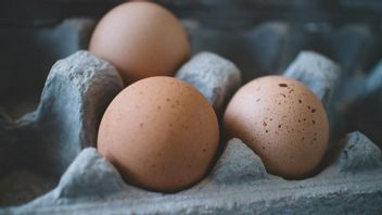 Cangkang Telur Bisa Dijadikan Pupuk Tanaman, Begini Cara Membuatnya