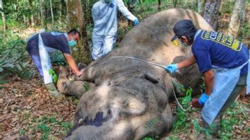 45 Years Old Female Elephant Found Dead In Pelalawan District Resident's Garden