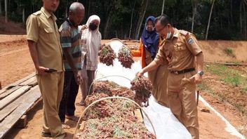 Dinas Pertanian OKU Panen Raya Bawang Merah Targetkan 12 Ton 