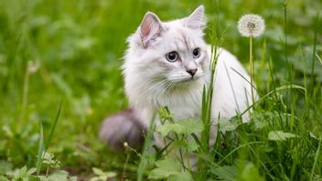 なぜ猫は時々草を食べるのですか?研究によると:毛玉や寄生虫を克服するために